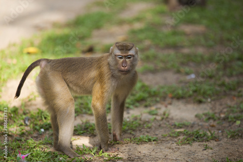 Monkeys of Monkey Hill 4  © sion