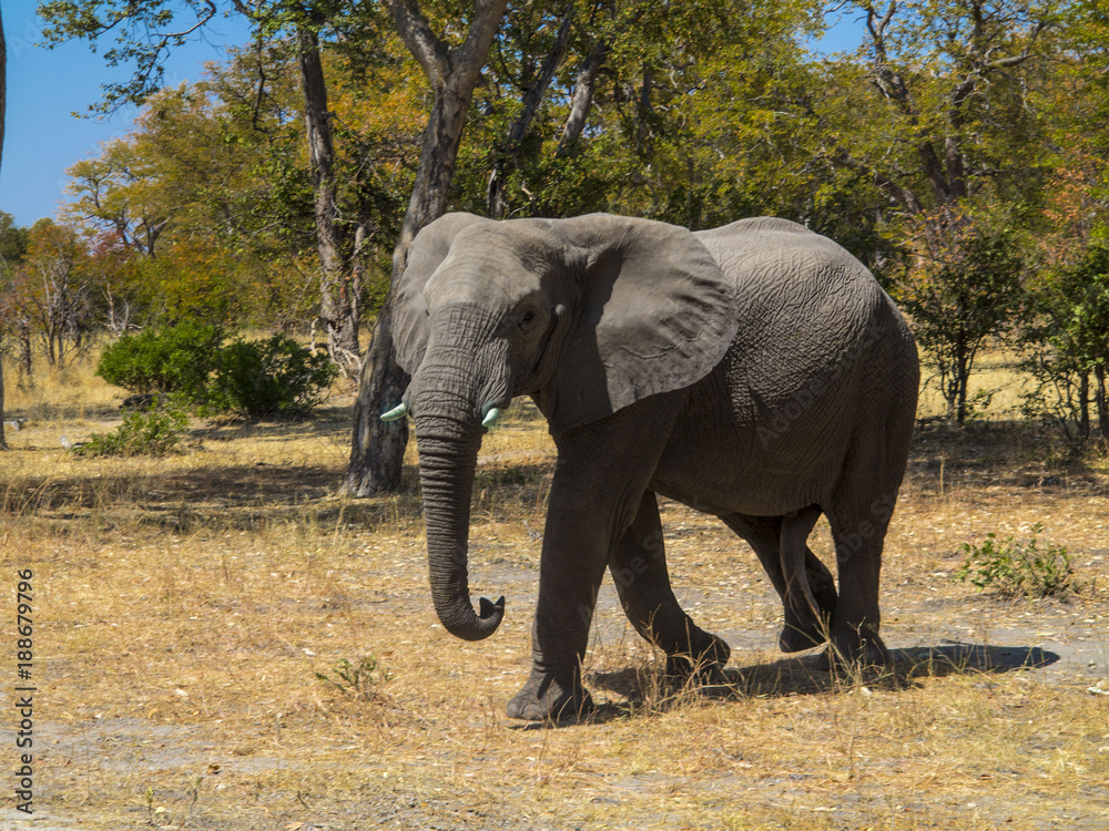 Obraz premium Elefante en Namibia