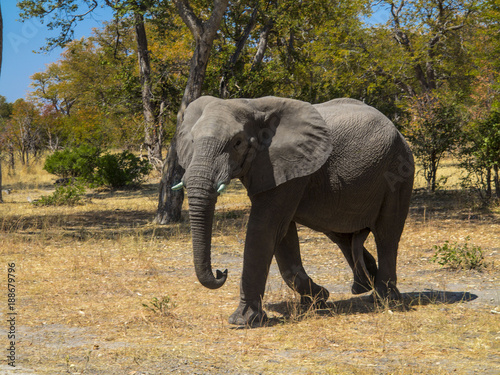 Elefante en Namibia