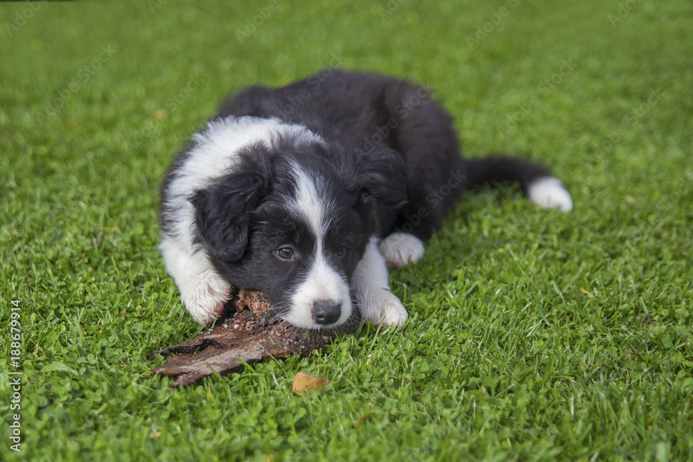 Cute puppy of border collie lying on green lawn