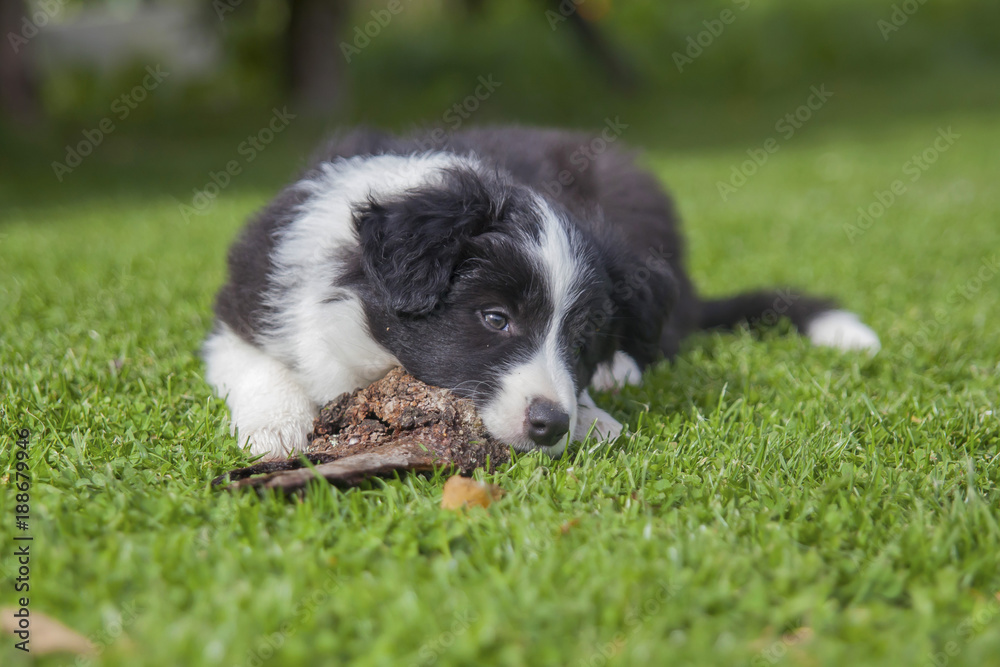 Cute puppy of border collie lying on green lawn