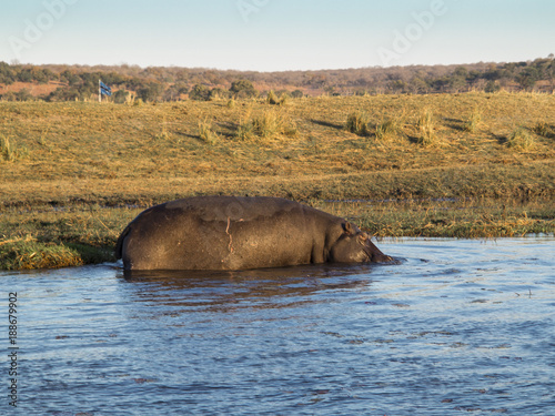 Hipopótamo en Serondela. Namibia photo