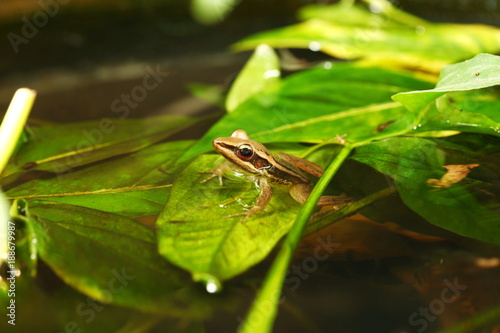 Paddy frog in the pond scene.