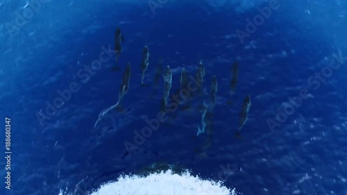 Many dolphins jumping in front of the ship sailing