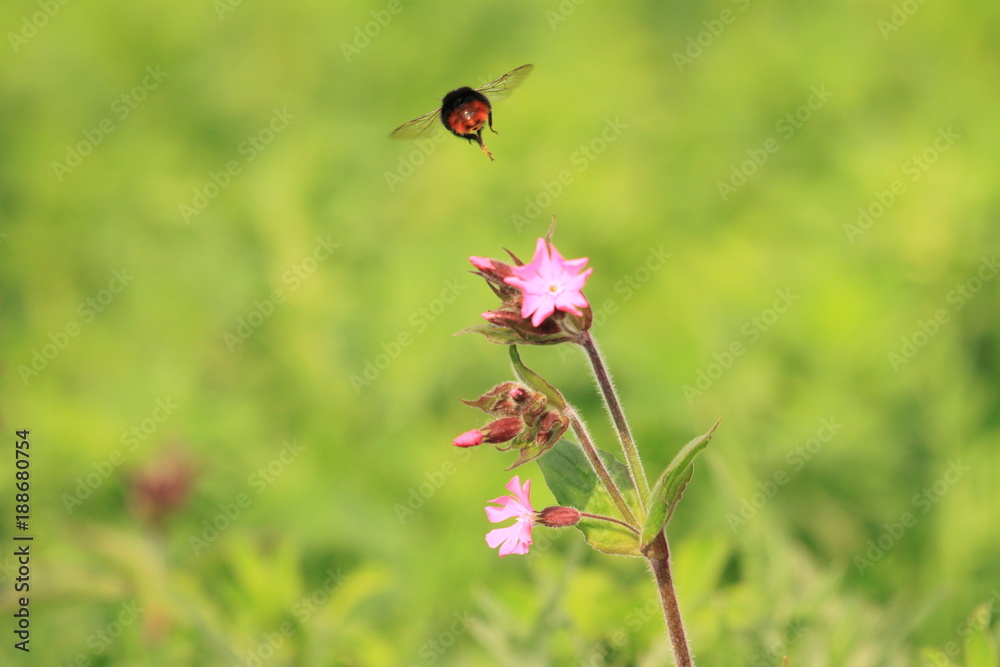 Bee flying off flower