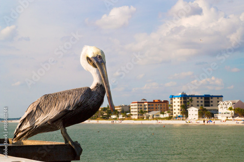 Pelican with the sandy beach and hotels view in back, Fort Myers beach in Florida, The brown pelican, North American bird animal of the pelican family, Pelecanidae