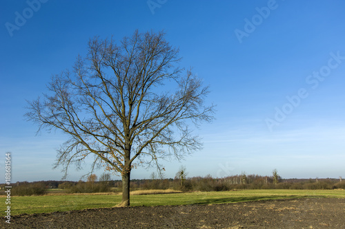 Single large tree without leaves on the field