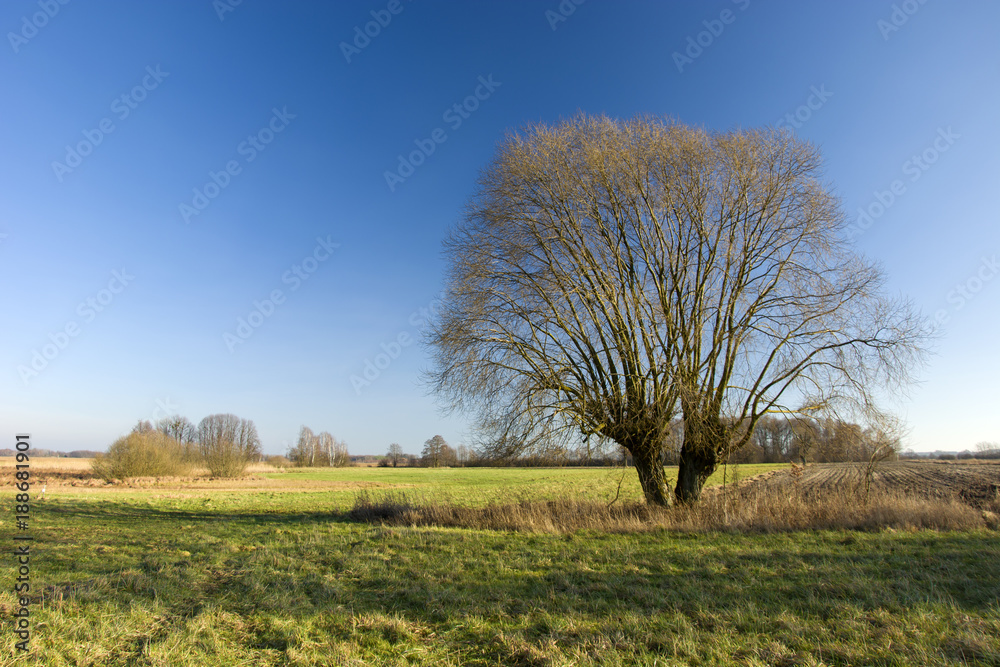 Large old willow without leaves on a wild meadow Large old willow without leaves on a wild meadow