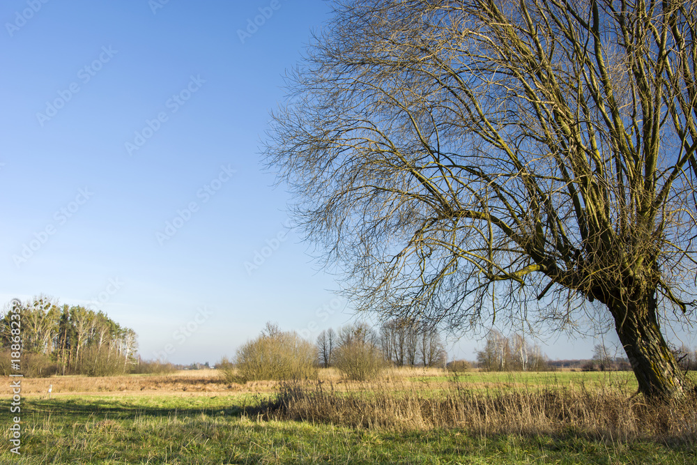 Large willow without leaves on a wild meadow Large willow without leaves on a wild meadow