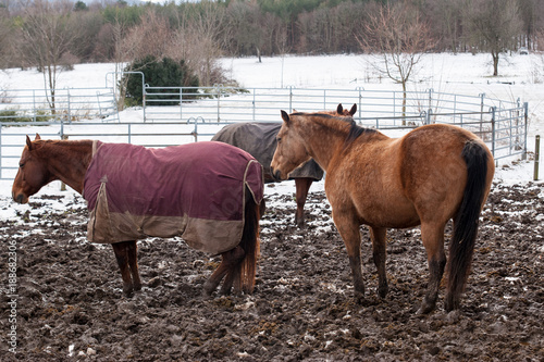 Pferde im Winter mit Mantel