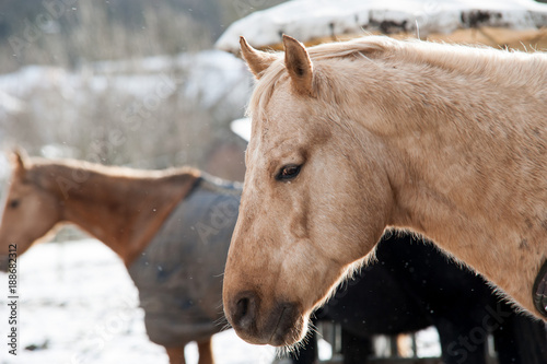 Pferde im Winter mit Mantel © Manfred Herrmann