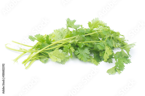 Coriandrum sativum leaves isolated on White Background. Coriandrum sativum is an important spice for Thai cooking.
