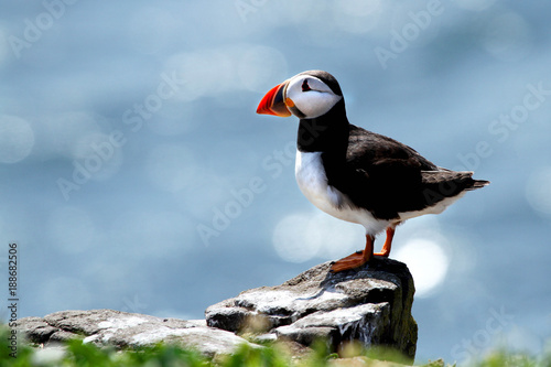 Print op canvas puffin sat on rock at farne islands