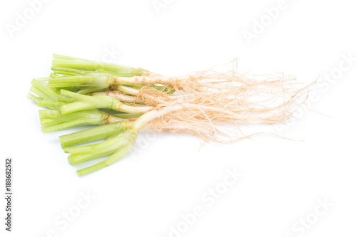 .Close up Coriandrum sativum roots isolated on white background. Coriandrum sativum roots is an important spice for Thai cooking. .