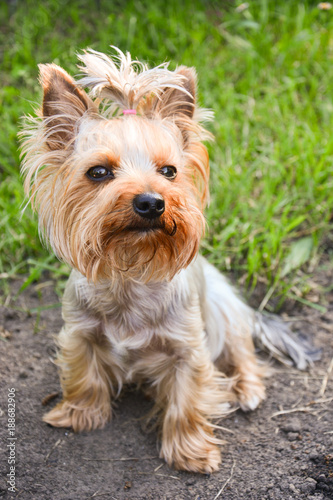 Yorkshire Terrier sits in green grass and sniffs