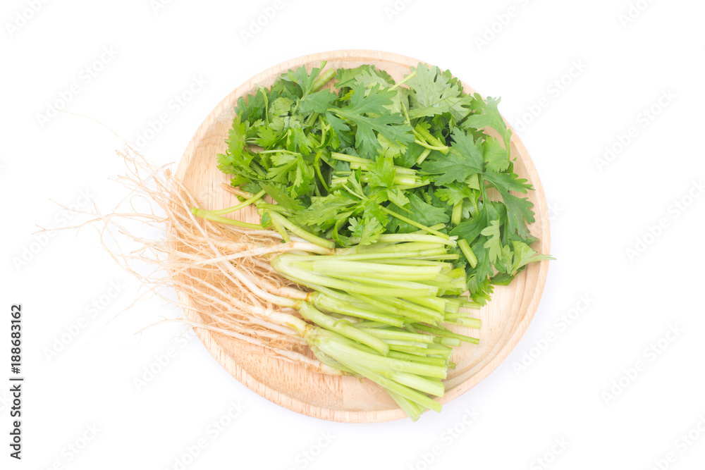 Cut the coriandrum sativum and roots in wooden plate isolated on white background.Coriandrum sativum is an important spice for Thai cooking Cut the coriandrum sativum and roots in wooden plate isolated on white background.Coriandrum sativum is an important spice for Thai cooking