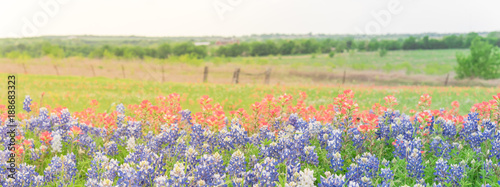Panorama view colorful wildflower fields blooming with rustic fence in background. Beautiful full blossom meadow of Bluebonnet, Indian paintbrush (or Castilleja indivisa) in Hill Country Texas, USA photo