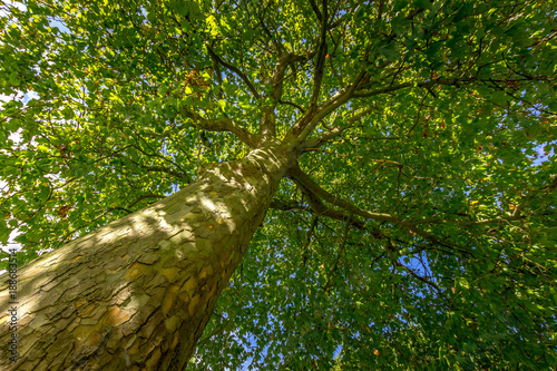 Large oak tree from above photo