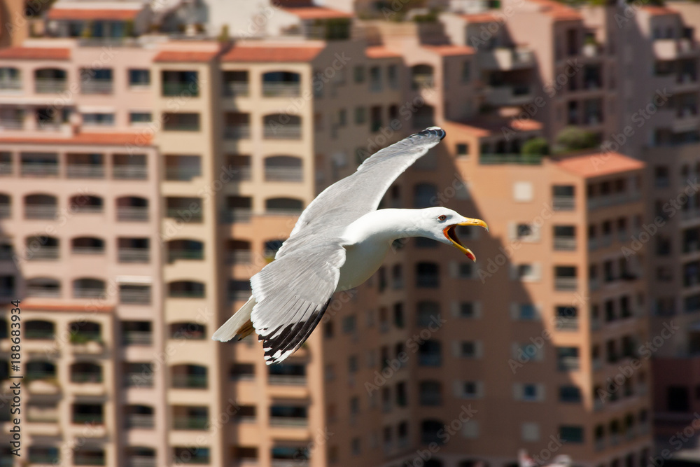 Seagull flying with bulidings of Monaco city in background Seagull flying with bulidings of Monaco city in background