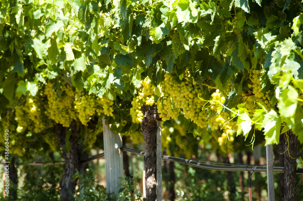 Chardonnay Grapes in Swan Valley