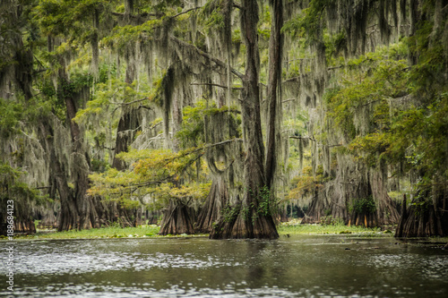 Exotic Caddo Lake State Park in Texas