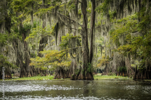 Obraz na plátne Exotic Caddo Lake State Park in Texas