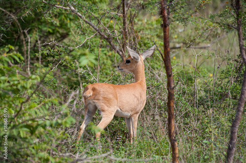 Kruger National Park, Mpumalanga, South Africa © Salt Rock Digital