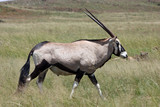 Beautiful Oryx