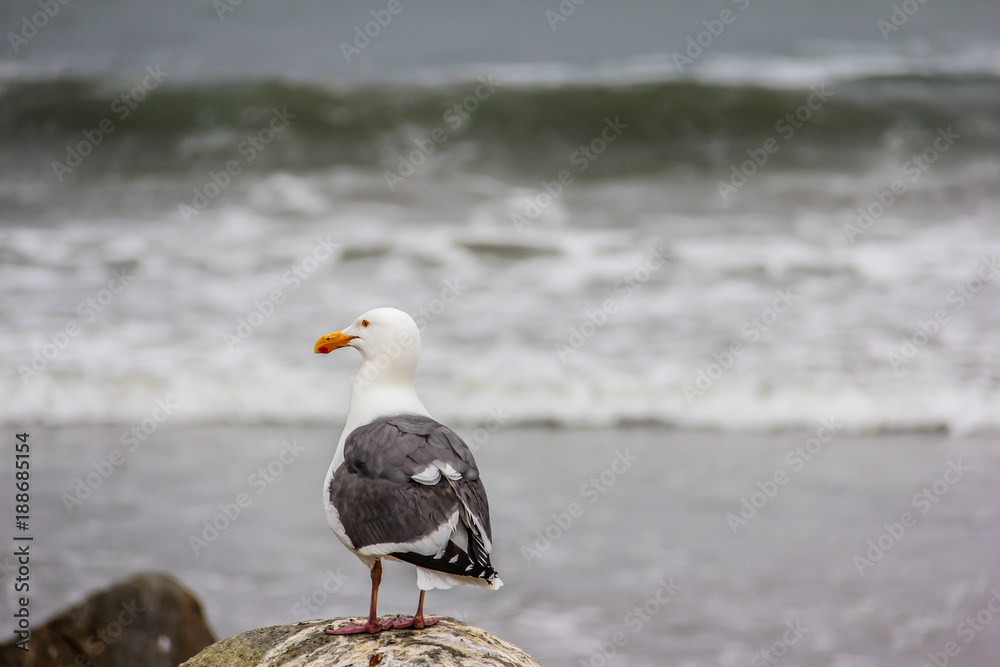 Beautiful Seagull by the Gulf of Mexico