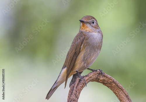 Beautiful bird in nature Red-throated Flycatcher 