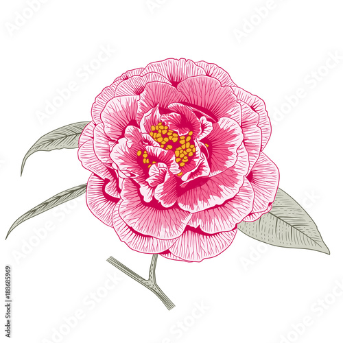 Multicolored pink camellia rose double form flower
