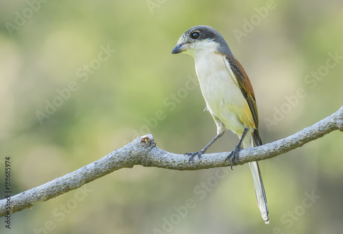 Chestnut-backed Shrike (Lanius collurioides)