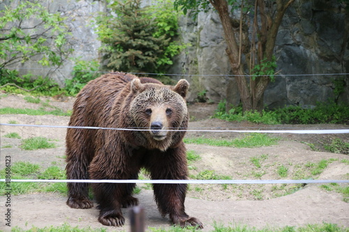 Niedźwiedź zoo Wrocław las