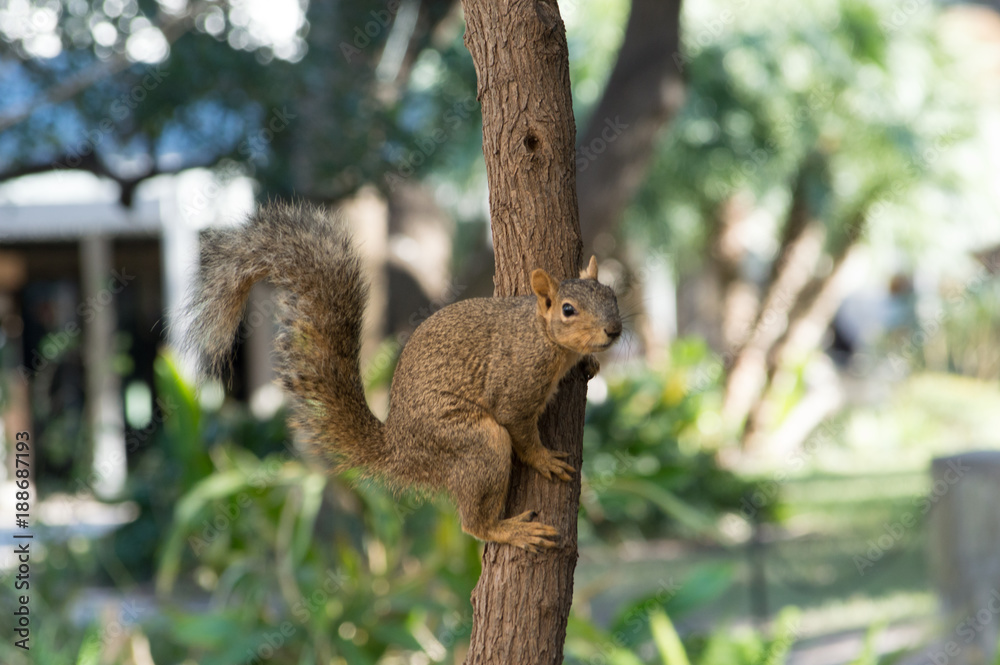 Obraz premium Squirrel in tree looking at camera