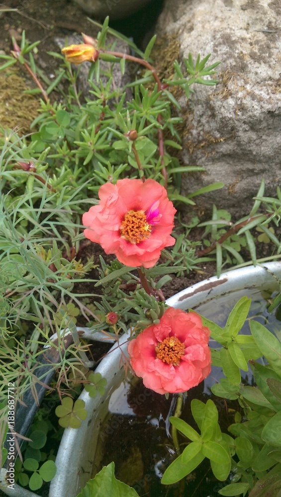 Gartenblume rosa