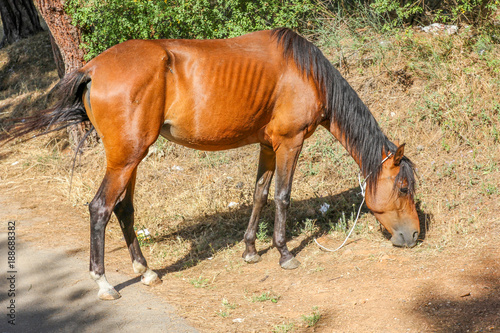 Red horse with long black mane grazing on the grass