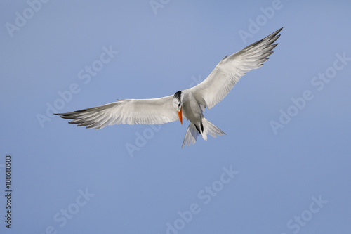 Royal Tern hovering over the Gulf of Mexico - Florida © Brian Lasenby