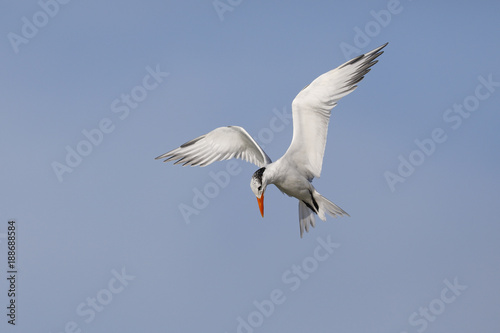 Royal Tern hovering over the Gulf of Mexico - Florida