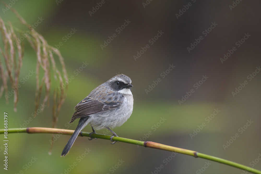 Fototapeta premium Grey Bushchat ; Saxicola ferreus&nbsp;