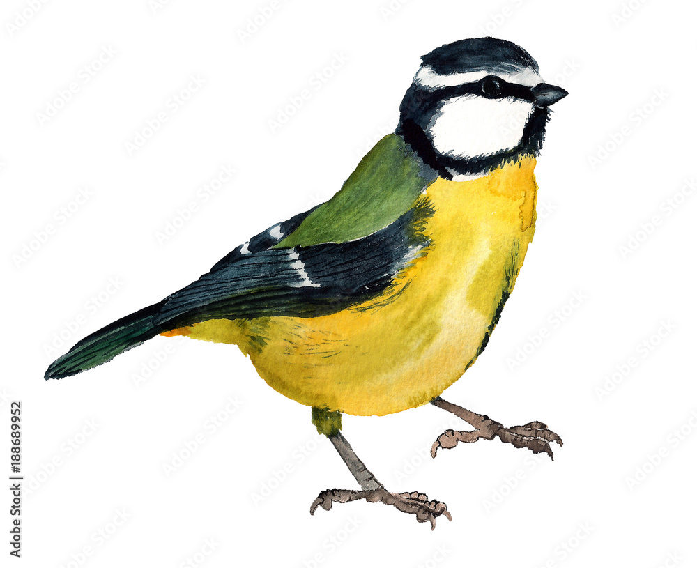Fototapeta premium Watercolor Eurasian blue tit