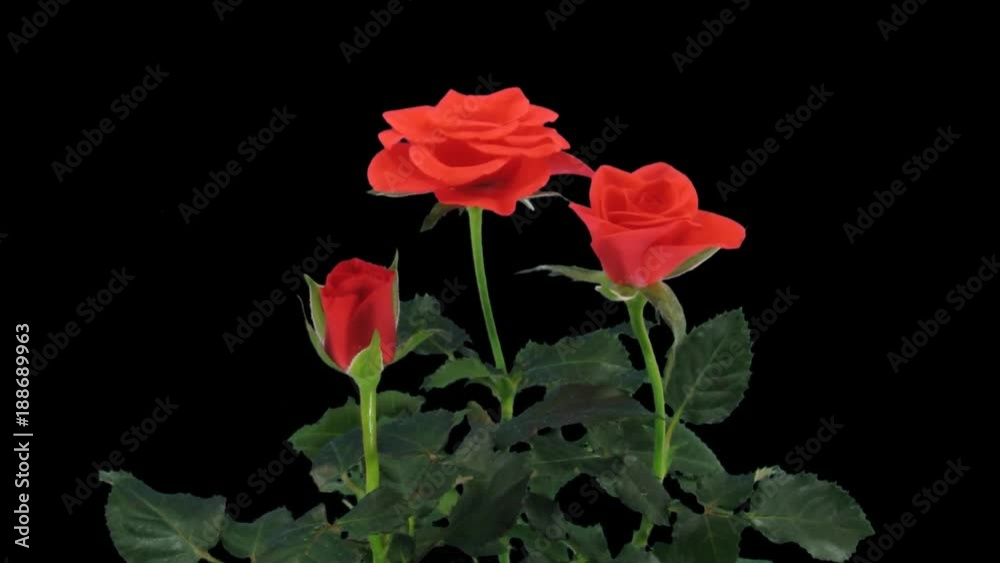Time-lapse of opening red rose 1a1 in PNG+ format with ALPHA transparency channel isolated on black background
Time-lapse of opening red rose 1a1 in PNG+ format with ALPHA transparency channel isolated on black background