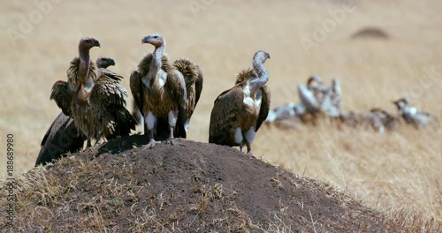 Ruppell'S Griffon Vultures On Mound; Maasai Mara 11 Sept 2016; Maasai Mara, Kenya, Africa photo