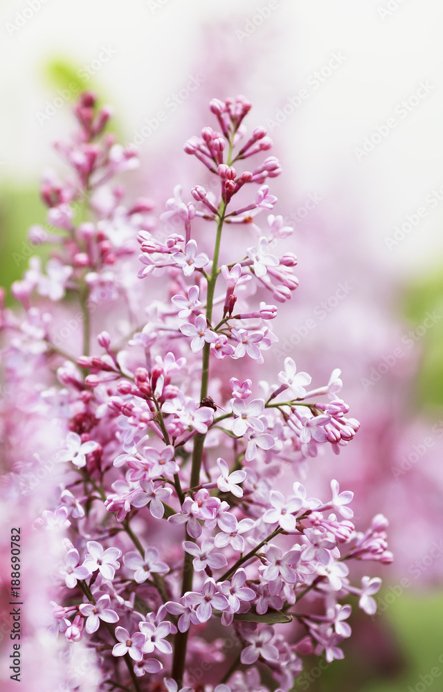 beautiful branch of lilac with pink flowers blooming in spring garden