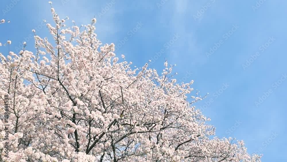 桜 染井吉野 桜 染井吉野