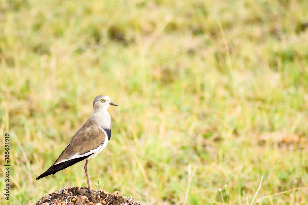 Solitary Lapwing in the Savannah of Maasai Mara Park in Northern Kenya Solitary Lapwing in the Savannah of Maasai Mara Park in Northern Kenya