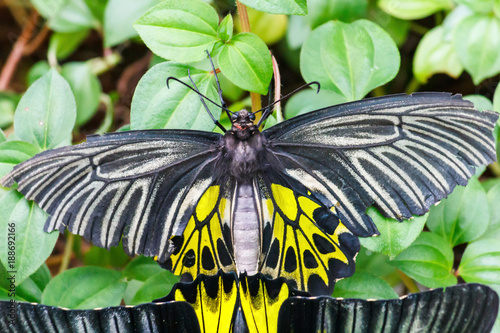 Black and yellow butterfly. photo