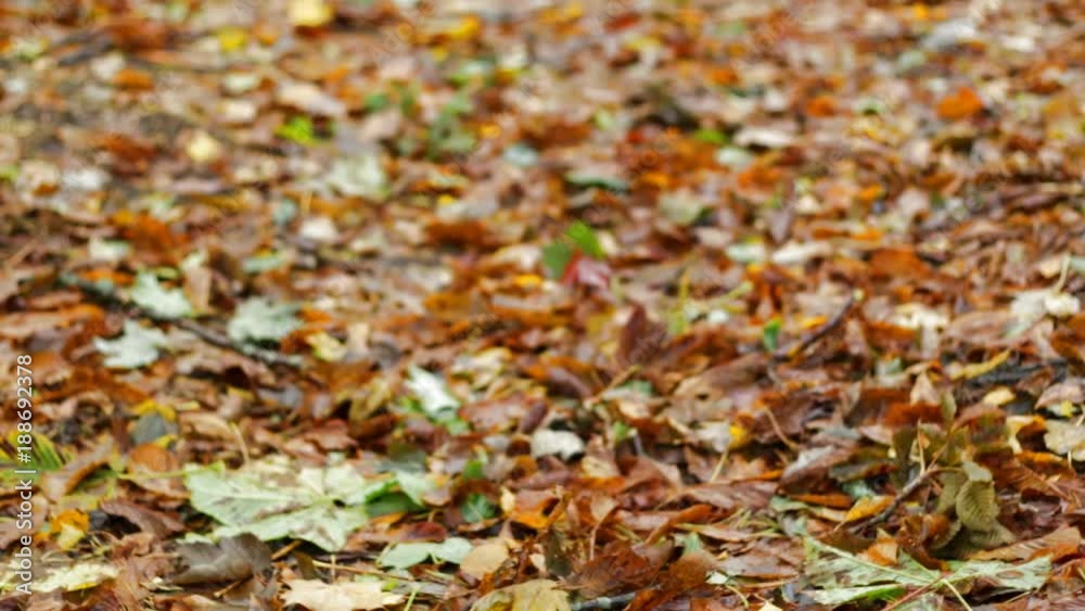 Autumn leaf fall lies on the ground in the forest Autumn leaf fall lies on the ground in the forest