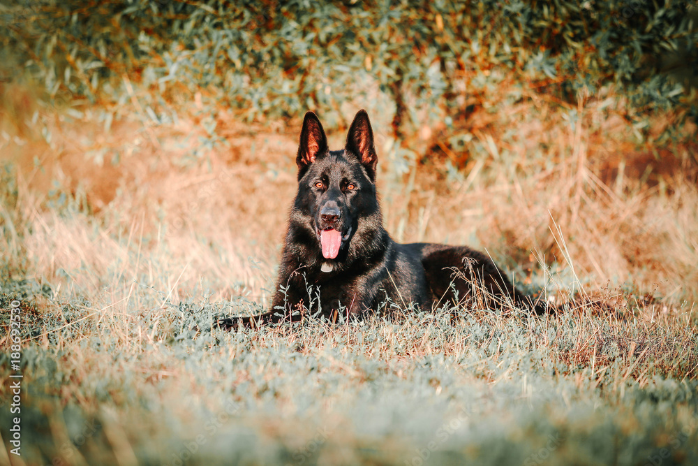 Black sheepdog on the grass looking into the distance Black sheepdog on the grass looking into the distance