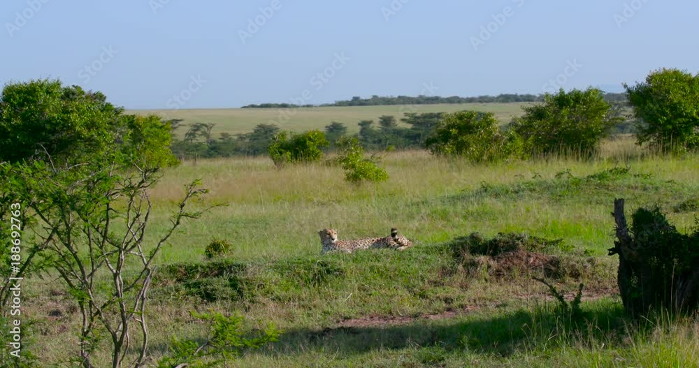 Female Cheetah Relaxing; Maasai Mara Day 5; Maasai Mara, Kenya, Africa Female Cheetah Relaxing; Maasai Mara Day 5; Maasai Mara, Kenya, Africa