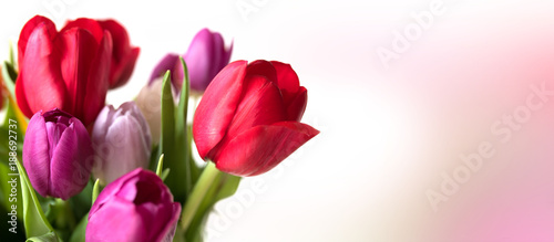 Beautiful colorful tulips on tender pink background
